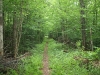 Truck Trail south of High Rock
